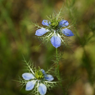 Nigella damascena